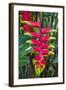 Heliconia Flowering in the Highlands of Papua New Guinea, Papua New Guinea-Michael Runkel-Framed Photographic Print