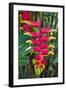 Heliconia Flowering in the Highlands of Papua New Guinea, Papua New Guinea-Michael Runkel-Framed Photographic Print