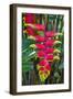 Heliconia Flowering in the Highlands of Papua New Guinea, Papua New Guinea-Michael Runkel-Framed Photographic Print