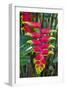 Heliconia Flowering in the Highlands of Papua New Guinea, Papua New Guinea-Michael Runkel-Framed Photographic Print