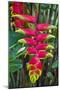 Heliconia Flowering in the Highlands of Papua New Guinea, Papua New Guinea-Michael Runkel-Mounted Photographic Print