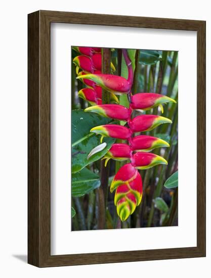 Heliconia Flowering in the Highlands of Papua New Guinea, Papua New Guinea-Michael Runkel-Framed Photographic Print