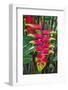 Heliconia Flowering in the Highlands of Papua New Guinea, Papua New Guinea-Michael Runkel-Framed Photographic Print