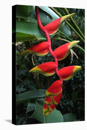 Heliconia Flowering Plant, Jamaica, West Indies, Caribbean, Central America-Ethel Davies-Stretched Canvas