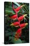 Heliconia Flowering Plant, Jamaica, West Indies, Caribbean, Central America-Ethel Davies-Stretched Canvas