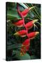 Heliconia Flowering Plant, Jamaica, West Indies, Caribbean, Central America-Ethel Davies-Stretched Canvas
