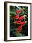 Heliconia Flowering Plant, Jamaica, West Indies, Caribbean, Central America-Ethel Davies-Framed Photographic Print