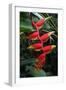 Heliconia Flowering Plant, Jamaica, West Indies, Caribbean, Central America-Ethel Davies-Framed Photographic Print