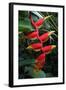 Heliconia Flowering Plant, Jamaica, West Indies, Caribbean, Central America-Ethel Davies-Framed Photographic Print