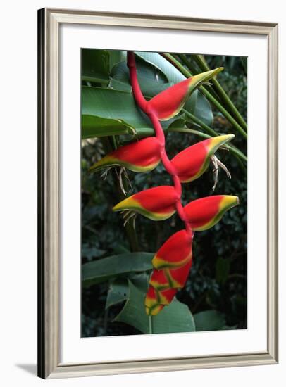 Heliconia Flowering Plant, Jamaica, West Indies, Caribbean, Central America-Ethel Davies-Framed Photographic Print