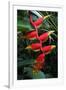 Heliconia Flowering Plant, Jamaica, West Indies, Caribbean, Central America-Ethel Davies-Framed Photographic Print