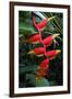 Heliconia Flowering Plant, Jamaica, West Indies, Caribbean, Central America-Ethel Davies-Framed Photographic Print