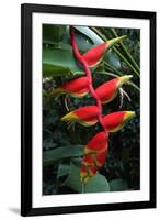 Heliconia Flowering Plant, Jamaica, West Indies, Caribbean, Central America-Ethel Davies-Framed Photographic Print