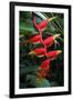 Heliconia Flowering Plant, Jamaica, West Indies, Caribbean, Central America-Ethel Davies-Framed Photographic Print