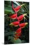 Heliconia Flowering Plant, Jamaica, West Indies, Caribbean, Central America-Ethel Davies-Mounted Photographic Print