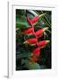 Heliconia Flowering Plant, Jamaica, West Indies, Caribbean, Central America-Ethel Davies-Framed Photographic Print