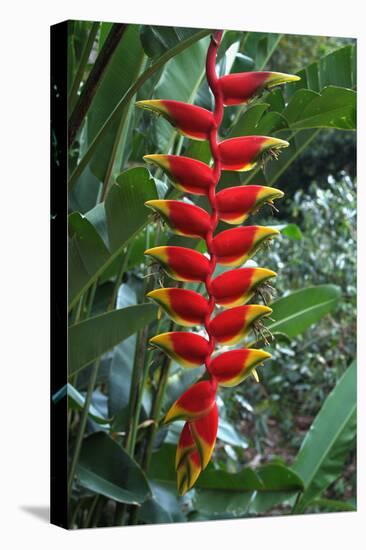 Heliconia Flowering Plant, Jamaica, West Indies, Caribbean, Central America-Ethel Davies-Stretched Canvas