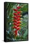 Heliconia Flowering Plant, Jamaica, West Indies, Caribbean, Central America-Ethel Davies-Framed Stretched Canvas