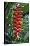 Heliconia Flowering Plant, Jamaica, West Indies, Caribbean, Central America-Ethel Davies-Stretched Canvas