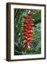 Heliconia Flowering Plant, Jamaica, West Indies, Caribbean, Central America-Ethel Davies-Framed Photographic Print