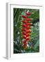 Heliconia Flowering Plant, Jamaica, West Indies, Caribbean, Central America-Ethel Davies-Framed Photographic Print