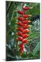 Heliconia Flowering Plant, Jamaica, West Indies, Caribbean, Central America-Ethel Davies-Mounted Photographic Print