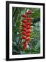 Heliconia Flowering Plant, Jamaica, West Indies, Caribbean, Central America-Ethel Davies-Framed Photographic Print