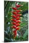 Heliconia Flowering Plant, Jamaica, West Indies, Caribbean, Central America-Ethel Davies-Mounted Photographic Print