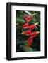 Heliconia Flowering Plant, Jamaica, West Indies, Caribbean, Central America-Ethel Davies-Framed Photographic Print