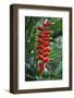 Heliconia Flowering Plant, Jamaica, West Indies, Caribbean, Central America-Ethel Davies-Framed Photographic Print