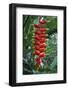 Heliconia Flowering Plant, Jamaica, West Indies, Caribbean, Central America-Ethel Davies-Framed Photographic Print