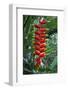 Heliconia Flowering Plant, Jamaica, West Indies, Caribbean, Central America-Ethel Davies-Framed Photographic Print