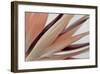 Heliconia Harmony-Assaf Frank-Framed Giclee Print