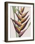 Heliconia Humilis-Pierre Joseph Redoute-Framed Giclee Print