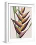 Heliconia Humilis-Pierre Joseph Redoute-Framed Giclee Print