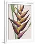 Heliconia Humilis-Pierre Joseph Redoute-Framed Giclee Print