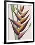 Heliconia Humilis-Pierre Joseph Redoute-Framed Giclee Print