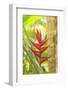 Heliconia in Hawaiian Tropical Botanical Gardens, near Hilo, Big Island, Hawaii, USA-Stuart Westmorland-Framed Photographic Print