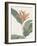 Heliconia Psitaccorum - Focus-Pierre Joseph Redoute-Framed Giclee Print