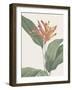 Heliconia Psitaccorum - Focus-Pierre Joseph Redoute-Framed Giclee Print