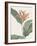 Heliconia Psitaccorum - Focus-Pierre Joseph Redoute-Framed Giclee Print