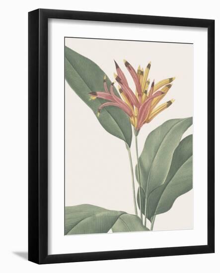 Heliconia Psitaccorum - Focus-Pierre Joseph Redoute-Framed Giclee Print