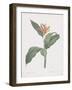 Heliconia Psitaccorum-Pierre Joseph Redoute-Framed Giclee Print