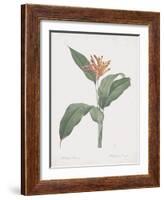 Heliconia Psitaccorum-Pierre Joseph Redoute-Framed Giclee Print