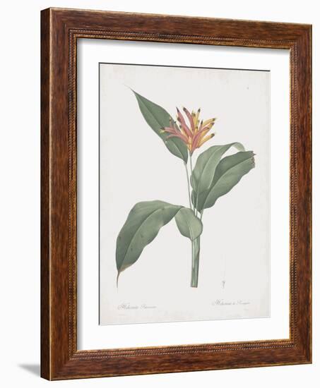 Heliconia Psitaccorum-Pierre Joseph Redoute-Framed Giclee Print