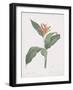 Heliconia Psitaccorum-Pierre Joseph Redoute-Framed Giclee Print