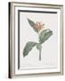 Heliconia Psitaccorum-Pierre Joseph Redoute-Framed Giclee Print