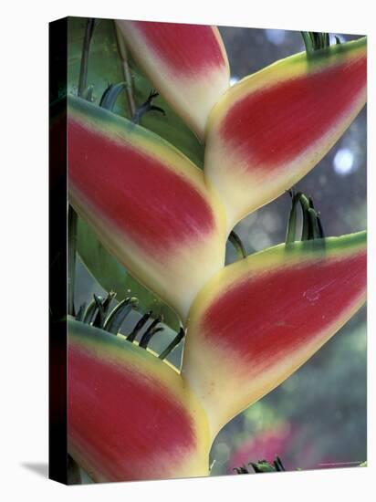 Heliconia, South America-Gavriel Jecan-Stretched Canvas