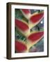 Heliconia, South America-Gavriel Jecan-Framed Photographic Print