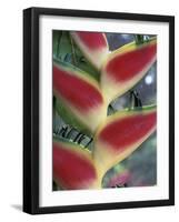 Heliconia, South America-Gavriel Jecan-Framed Photographic Print